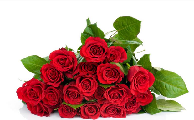 可樂的花園情人節精選 紅玫瑰卡羅拉——鮮花與苗木的浪漫之選