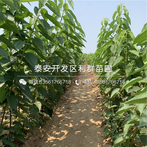 矮化黑珍珠櫻桃苗 禮品花卉中的珍品