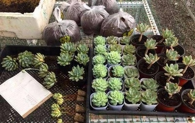 地攤起步，200元創業 他的禮品花卉銷售傳奇