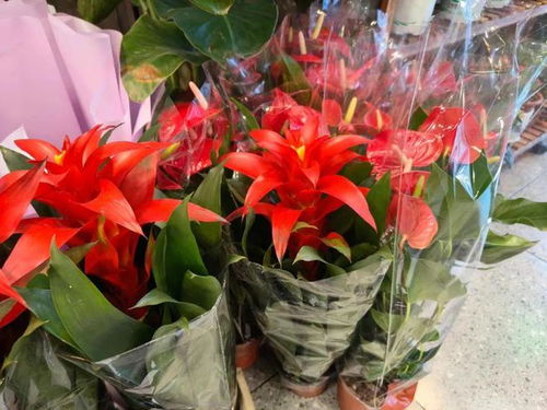 年銷(xiāo)花卉為春節(jié)添彩，禮品花卉市場(chǎng)綻放新春