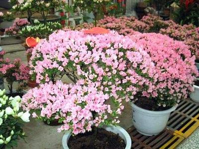 北京望京花卉市場(chǎng) 禮品花卉的繽紛世界與選購(gòu)指南